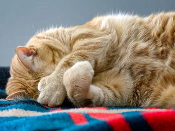 Why Does My Cat Cross Their Front Paws? Does This Mean They Feel Relaxed?