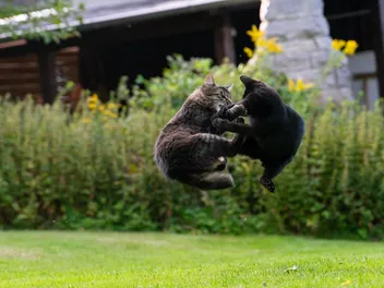 Why Do Cats Fight? 8 Vet-Verified Reasons & How to Stop the Fighting