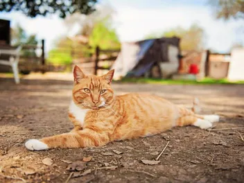 How to Keep a Barn Cat From Running Away: 7 Easy Tips