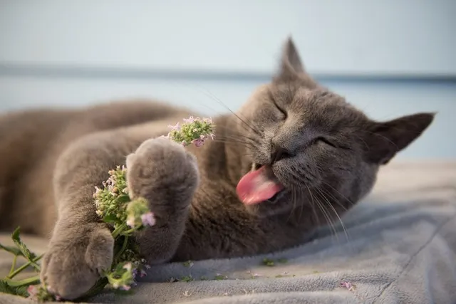 Why Does Catnip Make Cats Go Crazy? What Science Tells Us