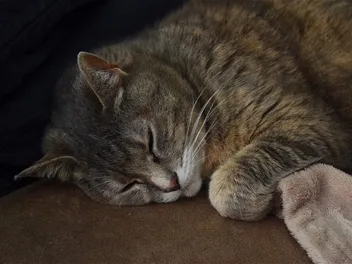 How to Train a Cat to Sleep at Night: 5 Vet-Reviewed Tips