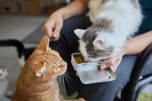 Why Do Cats Like to Be Pet While Eating? 6 Vet-Reviewed Reasons