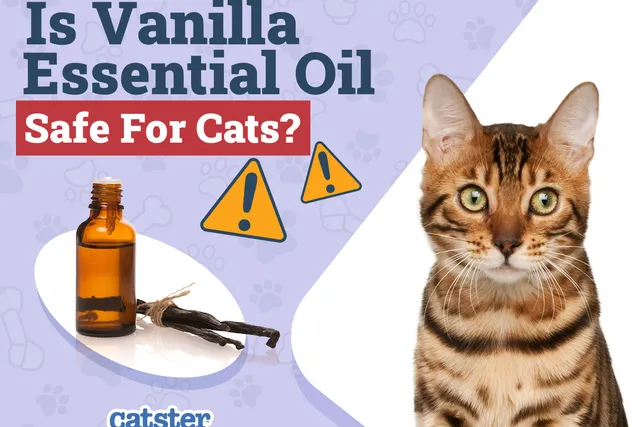 Is Vanilla Essential Oil Safe for Cats? Vet-Approved Facts & FAQ