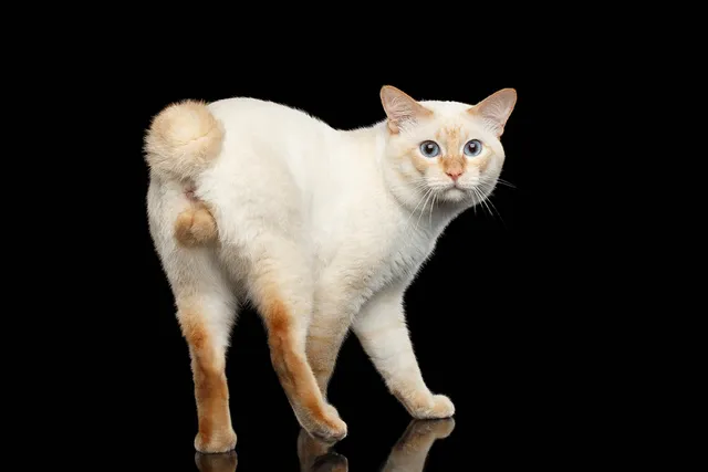 Short Spine Syndrome in Cats: Vet-Reviewed Signs, Diagnosis & Treatment