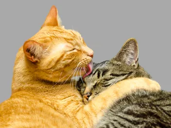 Why Do Cats Groom Each Other? Vet-Reviewed Licking Behaviors & Reasons