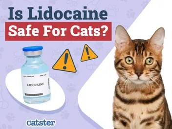 Is Lidocaine Safe For Cats? Our Vet Discusses Safety & Risks