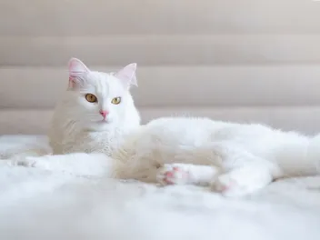 Are White Cats Deaf? Genetic Explanations for Deafness (Vet-Approved)