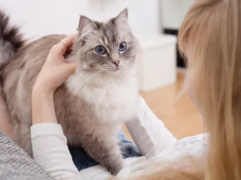 7 Natural Remedies for Cats With Asthma: Our Vet Explains