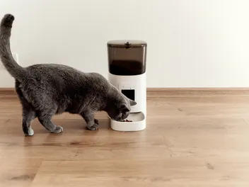 10 Best Automatic Cat Feeders In 2026 - Reviews & Top Picks