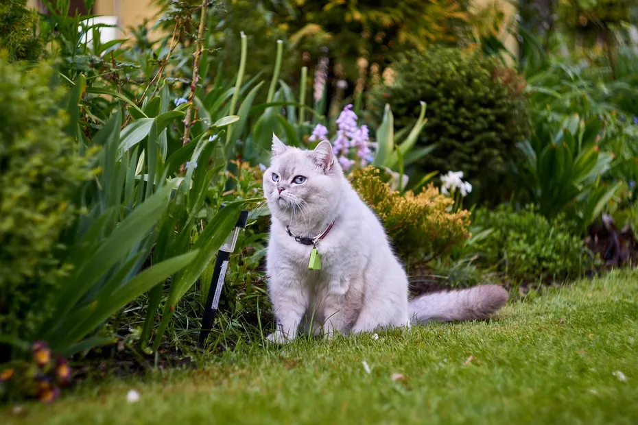 Cat on the grass outdoors
