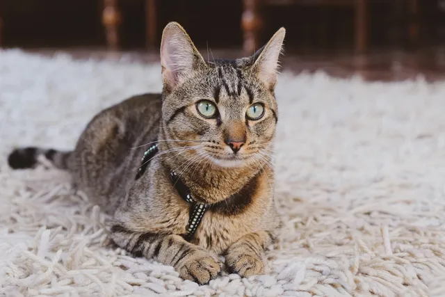 How Long Do Tabby Cats Live? Vet-Approved Lifespan Facts