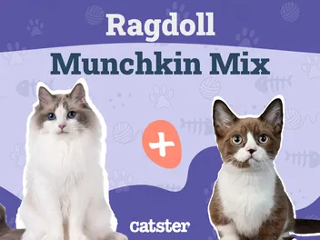Ragdoll Munchkin Cat Mix: Info, Pictures, Temperament & More