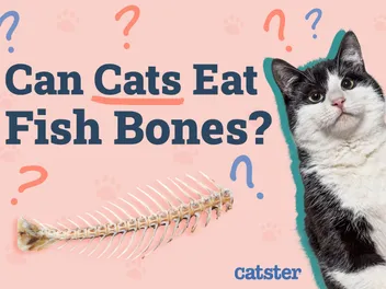Can Cats Eat Fish Bones? Vet-Reviewed Feeding Facts