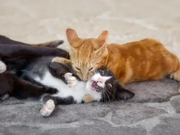 Why Do Cats Bite Each Other’s Necks? The Interesting Reasons