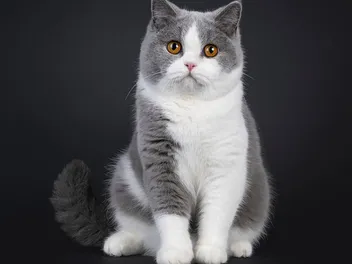 How Big Do British Shorthairs Get? Vet-Reviewed Growth & Weight Chart