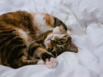 Why Is My Cat So Affectionate in the Morning? Vet-Verified Facts & FAQ