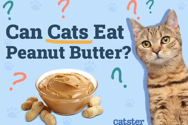 Can Cats Eat Peanut Butter? Vet-Reviewed Facts & FAQ
