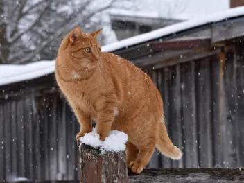 How to Help Stray & Feral Cats Survive in Winter: 8 Vet-Approved Tips