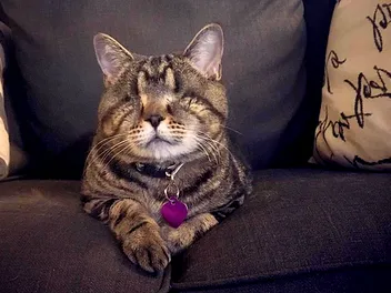 Matilda the Alien Cat Gains Some Relief But Loses Her Eyes