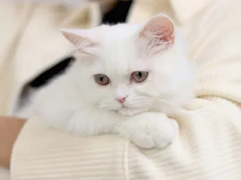 15 Clingy Cat Breeds: Info, Pictures & Facts (Vet Verified)