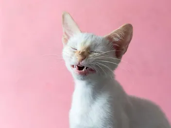 Why Is My Kitten Sneezing? 5 Vet Approved Reasons