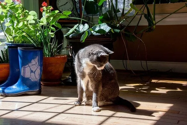 Why Do Cats Play With Their Tails? 7 Possible Reasons (Vet-Reviewed)