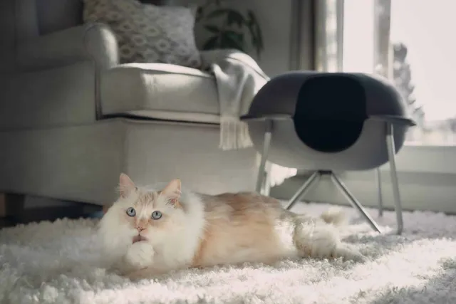 How Do Cats Clean Themselves? Normal Behavior & Advice (Vet-Reviewed)