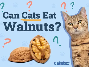 Can Cats Eat Walnuts? Vet Approved Facts & FAQ
