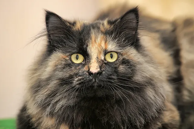 How to Care for a Tortoiseshell Cat: 9 Vet-Approved Tips