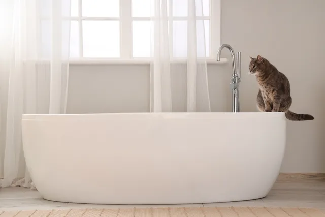 Do Cats Really Need Baths? Most Owners Get This Wrong