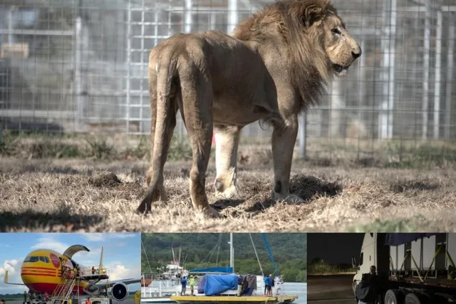 By Road, By Air, and By Sea – The Long Journey Home for These Lions Three