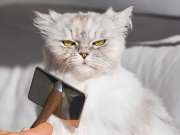 How to Groom a Cat That Hates It: 8 Vet-Approved Tips