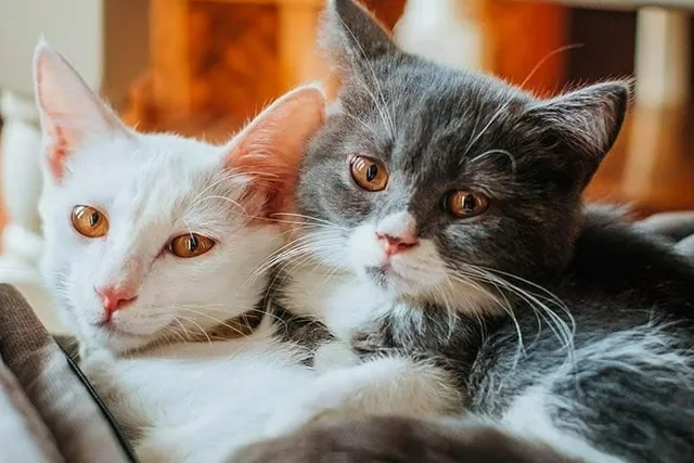 How Many Cats Can You Own in Ohio? What Law States