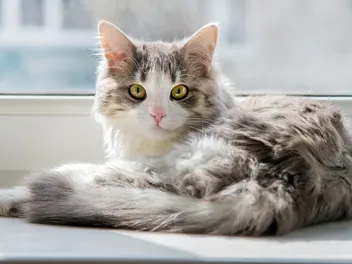 How Long Can You Safely Leave Your Cat Alone? Vet Approved Tips & Alternatives