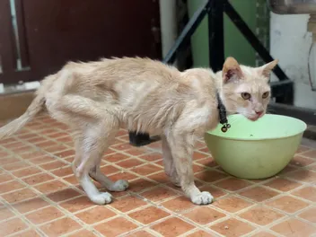 Sudden Weight Loss in Cats: 12 Possible Causes & What to Do (Vet Answer)
