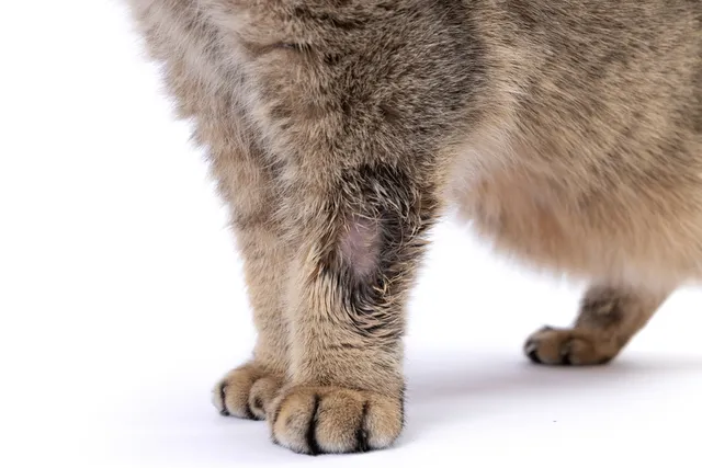 6 Natural Home Remedies to Treat Ringworm in Cats