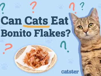 Can Cats Eat Bonito Flakes? Vet-Approved Facts & Benefits