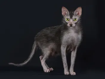 How Much Does It Cost to Own a Lykoi Cat? 2026 Price Guide