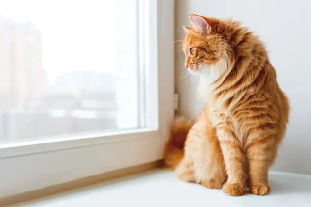 Why Does My Cat Look Out the Window All Day? 5 Vet-Verified Reasons & Care Tips