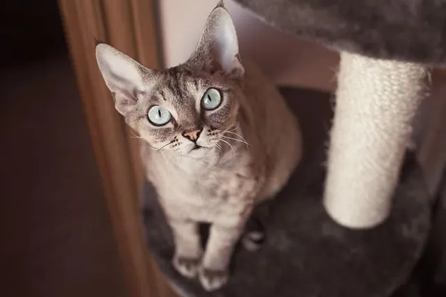 How to Keep Cats Off Furniture: 7 Tips & Tricks