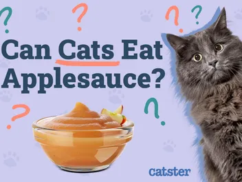Can Cats Eat Applesauce? Vet-Reviewed Facts & Considerations