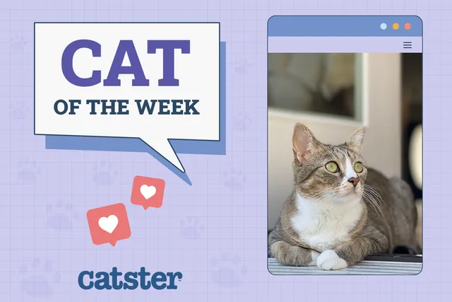 Catster Photo Contest: Cats of the Week Winners (December 11, 2025)