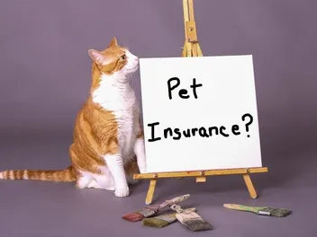 Is Pet Insurance Worth It for a Cat? Vet-Reviewed Guide & FAQ
