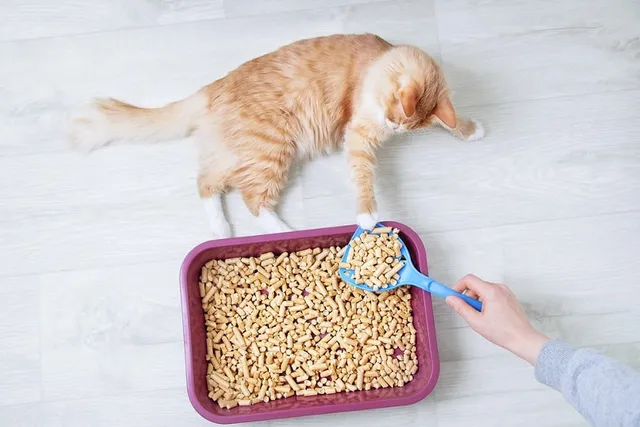 25 Useful Alternatives for Cat Litter
