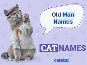 150+ Old Man Names for Cats: Great Ideas for Your Adorable Cat