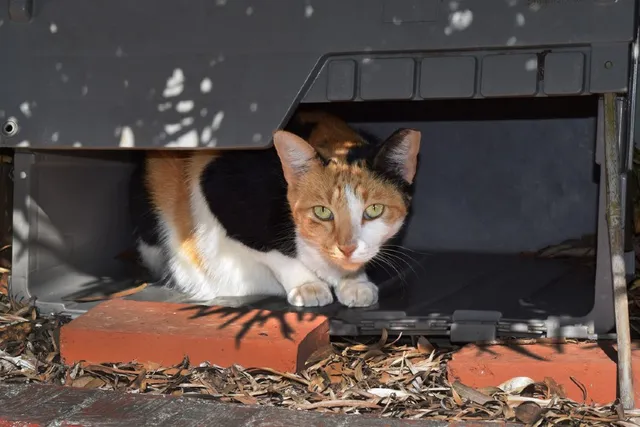 How to Tame a Feral Cat: 5 Simple Steps