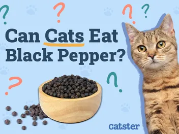 Can Cats Eat Black Pepper? Vet-Approved Precautions & Alternatives