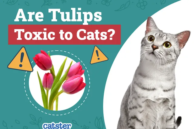 Are Tulips Toxic to Cats? Vet-Reviewed Safety Information