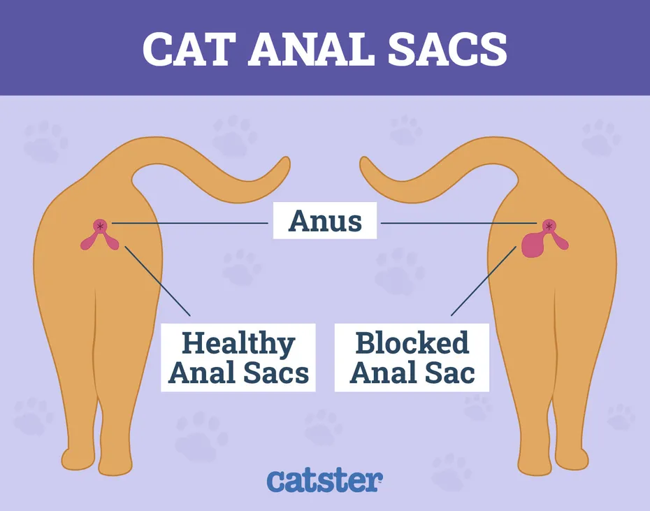 healthy vs blocked anal sacs glands