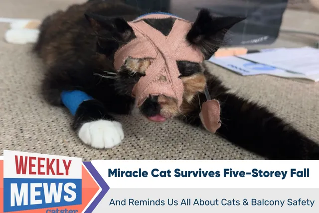 Miracle Cat Survives Five-Storey Fall